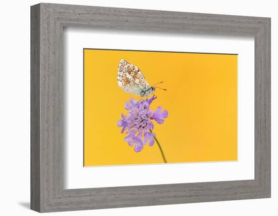 Chalkhill blue butterfly male resting on Small scabious, UK-Ross Hoddinott-Framed Photographic Print