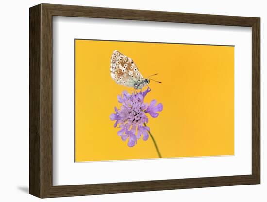 Chalkhill blue butterfly male resting on Small scabious, UK-Ross Hoddinott-Framed Photographic Print