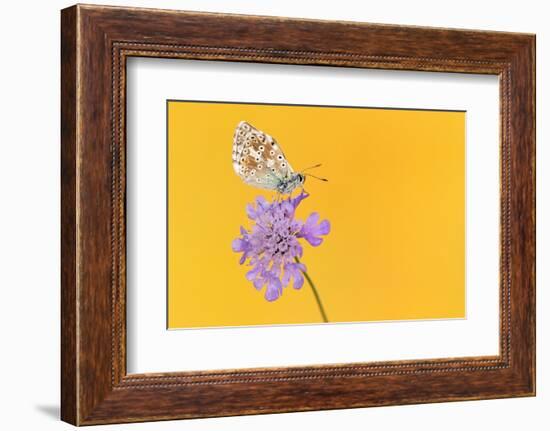 Chalkhill blue butterfly male resting on Small scabious, UK-Ross Hoddinott-Framed Photographic Print