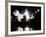 Challenger Liftoff 1983-null-Framed Photographic Print