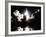 Challenger Liftoff 1983-null-Framed Photographic Print