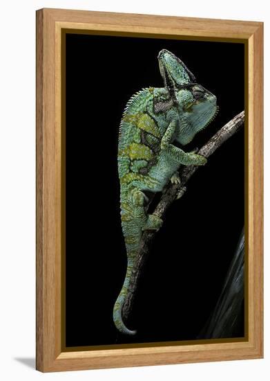 Chamaeleo Calyptratus (Veiled Chameleon)-Paul Starosta-Framed Premier Image Canvas
