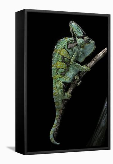 Chamaeleo Calyptratus (Veiled Chameleon)-Paul Starosta-Framed Premier Image Canvas