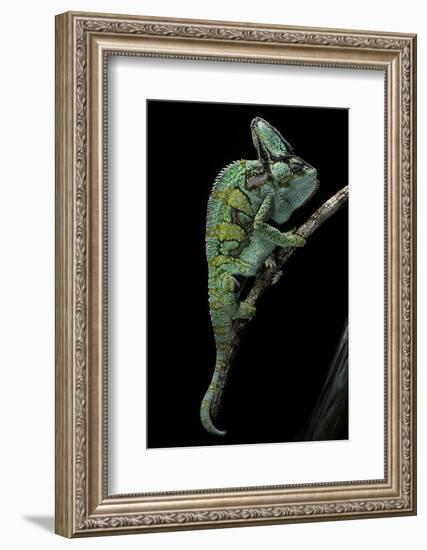 Chamaeleo Calyptratus (Veiled Chameleon)-Paul Starosta-Framed Photographic Print