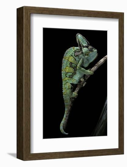 Chamaeleo Calyptratus (Veiled Chameleon)-Paul Starosta-Framed Photographic Print