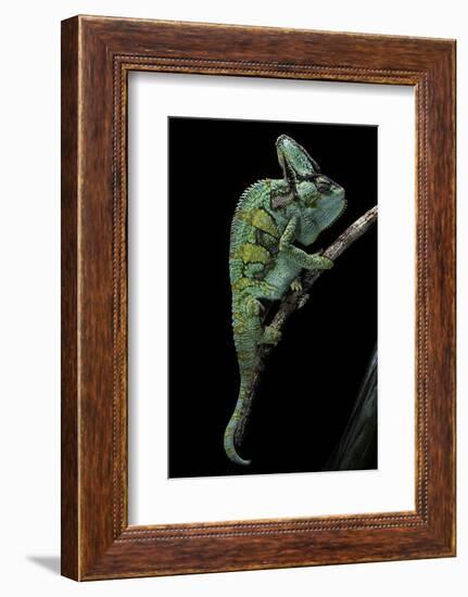 Chamaeleo Calyptratus (Veiled Chameleon)-Paul Starosta-Framed Photographic Print