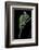 Chamaeleo Calyptratus (Veiled Chameleon)-Paul Starosta-Framed Photographic Print