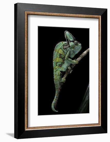 Chamaeleo Calyptratus (Veiled Chameleon)-Paul Starosta-Framed Photographic Print