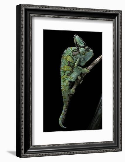 Chamaeleo Calyptratus (Veiled Chameleon)-Paul Starosta-Framed Photographic Print