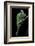 Chamaeleo Calyptratus (Veiled Chameleon)-Paul Starosta-Framed Photographic Print