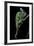 Chamaeleo Calyptratus (Veiled Chameleon)-Paul Starosta-Framed Photographic Print