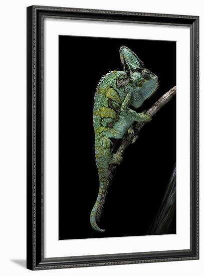 Chamaeleo Calyptratus (Veiled Chameleon)-Paul Starosta-Framed Photographic Print