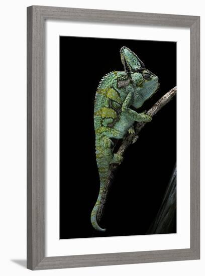 Chamaeleo Calyptratus (Veiled Chameleon)-Paul Starosta-Framed Photographic Print