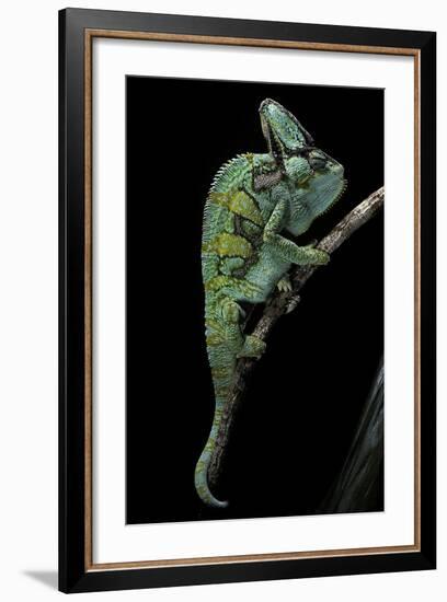 Chamaeleo Calyptratus (Veiled Chameleon)-Paul Starosta-Framed Photographic Print