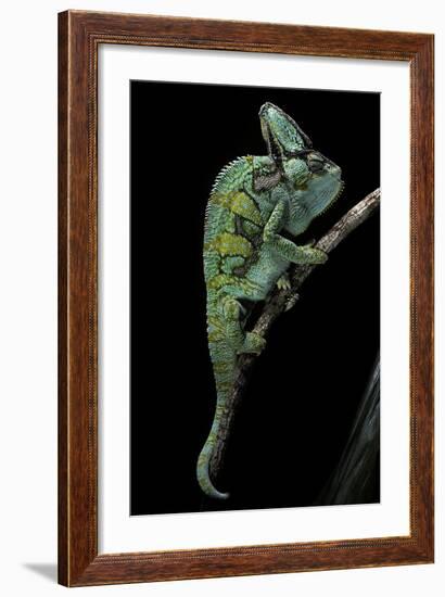 Chamaeleo Calyptratus (Veiled Chameleon)-Paul Starosta-Framed Photographic Print