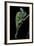 Chamaeleo Calyptratus (Veiled Chameleon)-Paul Starosta-Framed Photographic Print