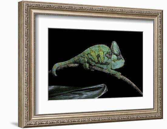 Chamaeleo Calyptratus (Veiled Chameleon)-Paul Starosta-Framed Photographic Print