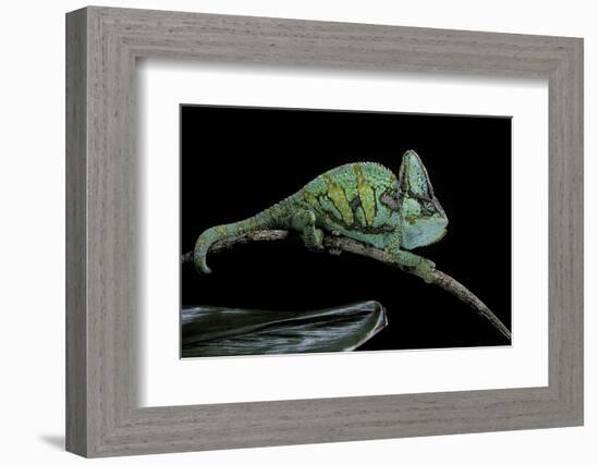 Chamaeleo Calyptratus (Veiled Chameleon)-Paul Starosta-Framed Photographic Print