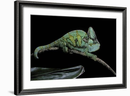 Chamaeleo Calyptratus (Veiled Chameleon)-Paul Starosta-Framed Photographic Print