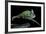 Chamaeleo Calyptratus (Veiled Chameleon)-Paul Starosta-Framed Photographic Print