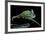 Chamaeleo Calyptratus (Veiled Chameleon)-Paul Starosta-Framed Photographic Print