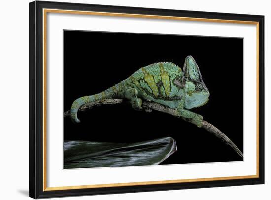 Chamaeleo Calyptratus (Veiled Chameleon)-Paul Starosta-Framed Photographic Print