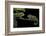 Chamaeleo Johnstoni (Johnston's Chameleon) - Young-Paul Starosta-Framed Photographic Print