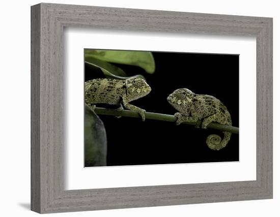 Chamaeleo Johnstoni (Johnston's Chameleon) - Young-Paul Starosta-Framed Photographic Print