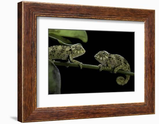 Chamaeleo Johnstoni (Johnston's Chameleon) - Young-Paul Starosta-Framed Photographic Print