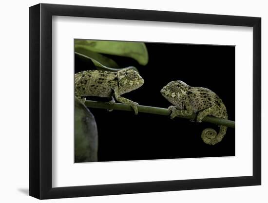 Chamaeleo Johnstoni (Johnston's Chameleon) - Young-Paul Starosta-Framed Photographic Print