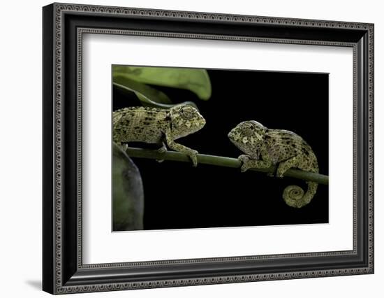 Chamaeleo Johnstoni (Johnston's Chameleon) - Young-Paul Starosta-Framed Photographic Print