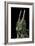 Chamaeleo Johnstoni (Johnston's Chameleon)-Paul Starosta-Framed Photographic Print