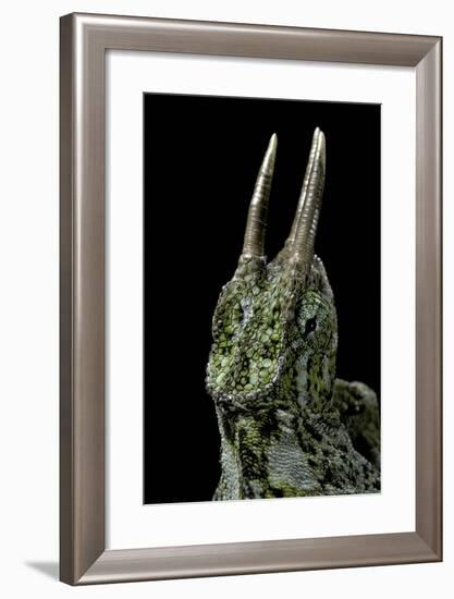 Chamaeleo Johnstoni (Johnston's Chameleon)-Paul Starosta-Framed Photographic Print