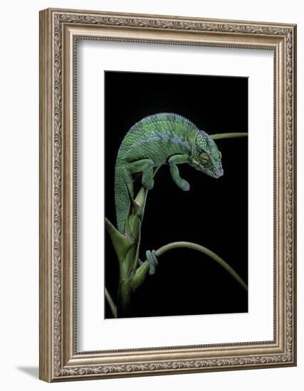 Chamaeleo Pardalis (Panther Chameleon)-Paul Starosta-Framed Photographic Print