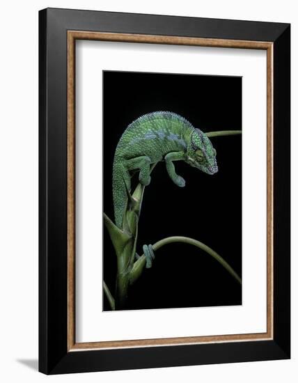 Chamaeleo Pardalis (Panther Chameleon)-Paul Starosta-Framed Photographic Print