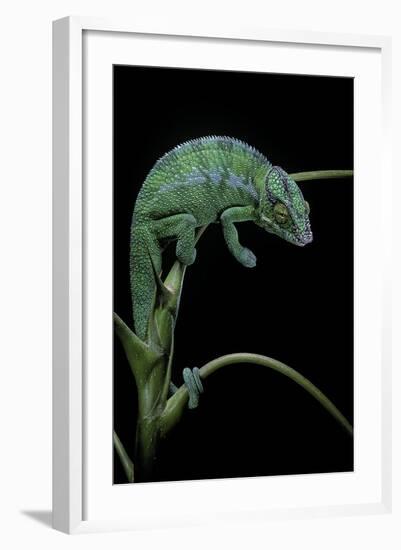 Chamaeleo Pardalis (Panther Chameleon)-Paul Starosta-Framed Photographic Print