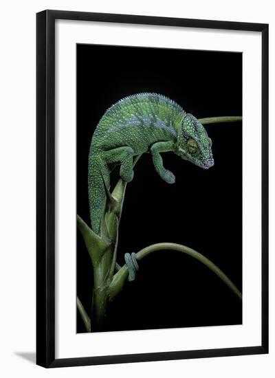 Chamaeleo Pardalis (Panther Chameleon)-Paul Starosta-Framed Photographic Print