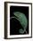 Chamaeleo Pardalis (Panther Chameleon)-Paul Starosta-Framed Photographic Print