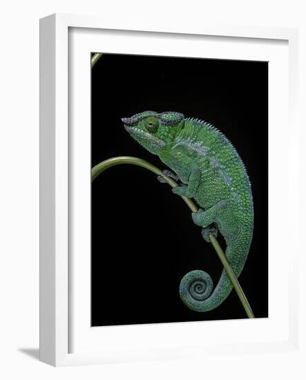 Chamaeleo Pardalis (Panther Chameleon)-Paul Starosta-Framed Photographic Print