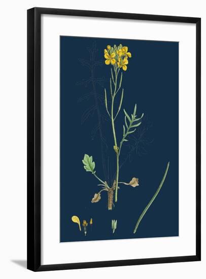 Chamagrostis Minima; Early Sand-Grass-null-Framed Giclee Print