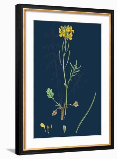 Chamagrostis Minima; Early Sand-Grass--Framed Giclee Print