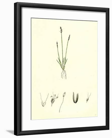 Chamagrostis Minima Early Sand-Grass-null-Framed Giclee Print