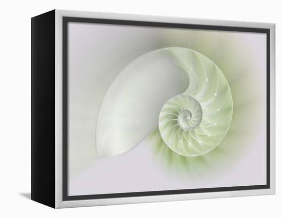 Chambered Nautilus Cutaway Shells on Colorful-Stela Knezevic-Framed Stretched Canvas