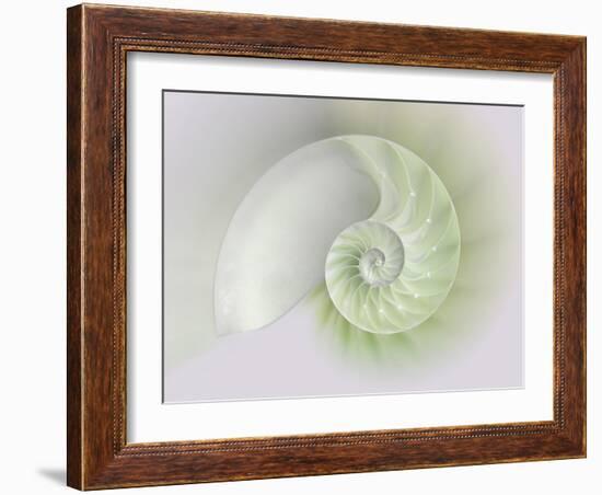 Chambered Nautilus Cutaway Shells on Colorful-Stela Knezevic-Framed Art Print