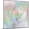 Chambered Nautilus Cutaway Shells on Colorful-Stela Knezevic-Mounted Art Print