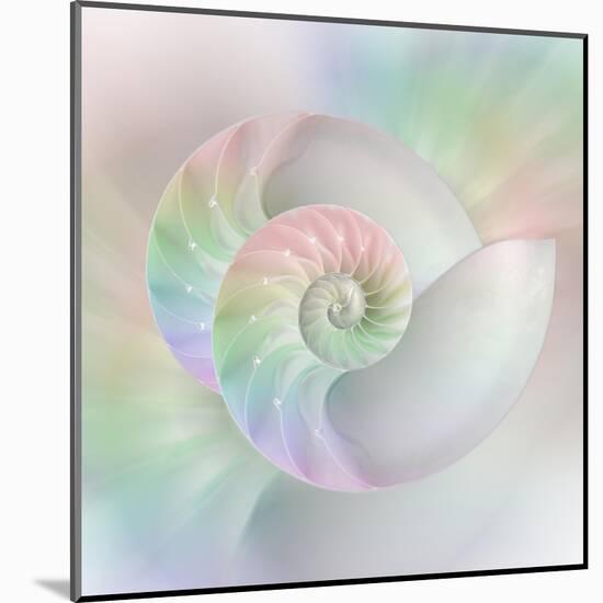 Chambered Nautilus Cutaway Shells on Colorful-Stela Knezevic-Mounted Art Print