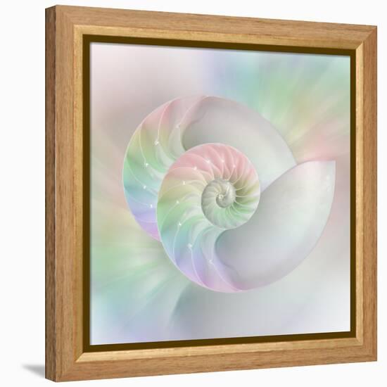 Chambered Nautilus Cutaway Shells on Colorful-Stela Knezevic-Framed Stretched Canvas