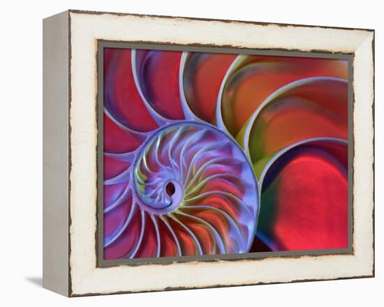Chambered Nautilus in Colored Light-James L. Amos-Framed Premier Image Canvas
