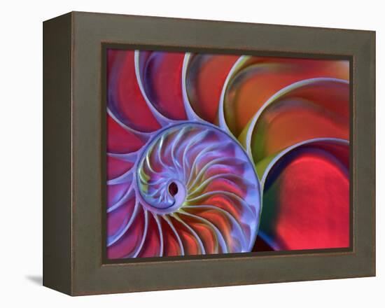 Chambered Nautilus in Colored Light-James L. Amos-Framed Premier Image Canvas