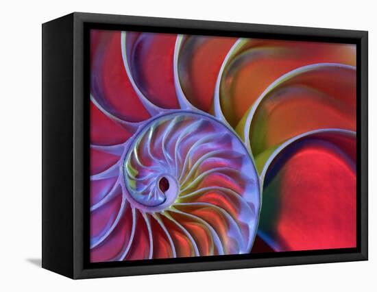 Chambered Nautilus in Colored Light-James L. Amos-Framed Premier Image Canvas